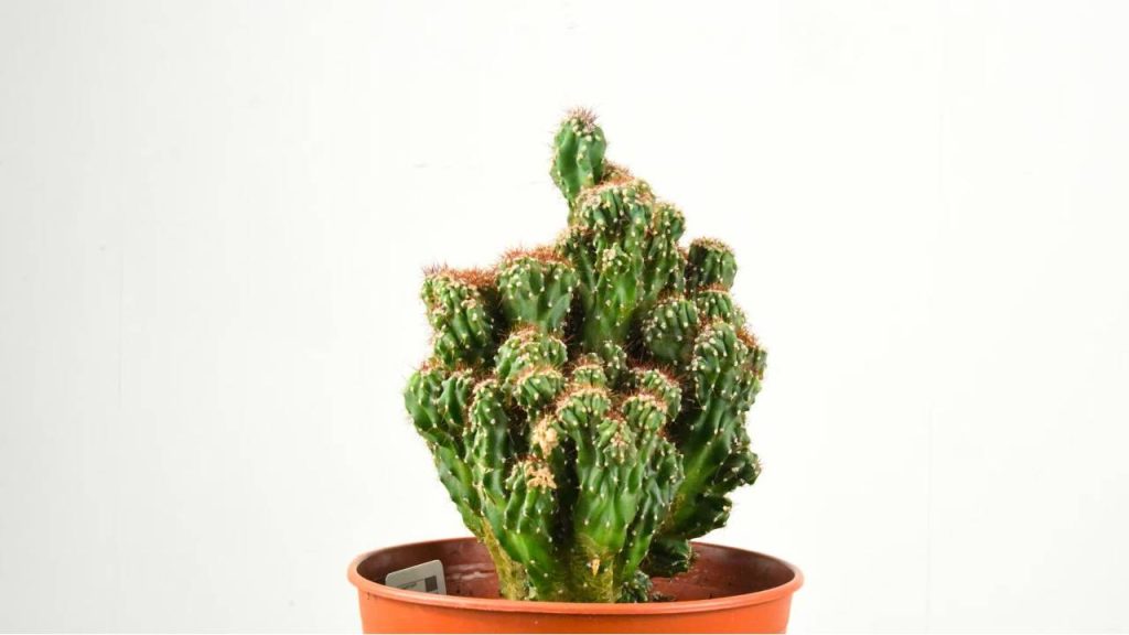 Cereus peruvianus monstruosus: el mutante de Cereus peruvianus 3 Maceta Cereus peruvianus monstruosus