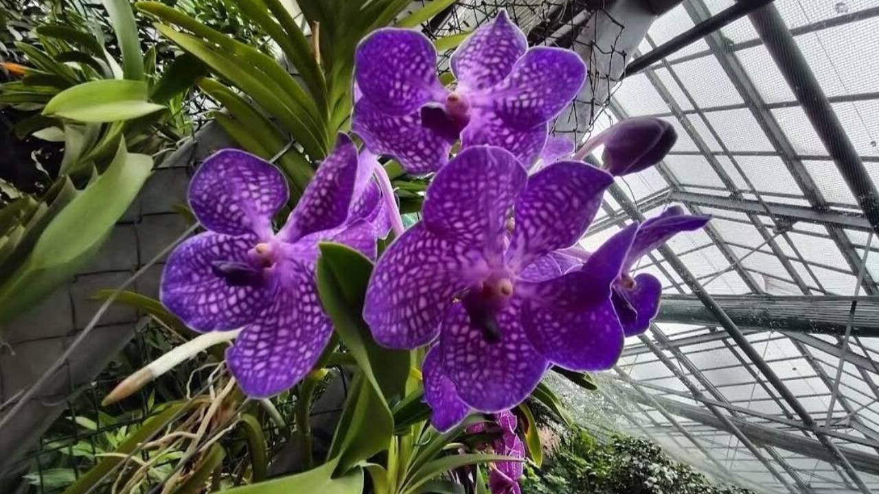 Vanda coerulea: un planta fascinante orquídea de color azul 2 Orquidea Vanda coerulea