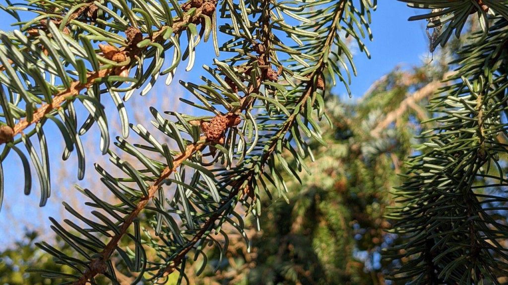 Picea omorika: guía completa del abeto de Serbia 3 Ramas Picea omorika