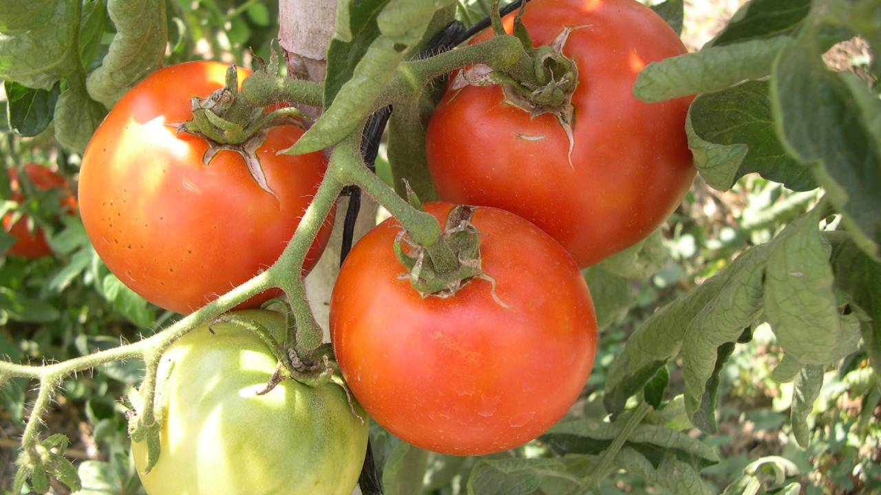 Tomate Palosanto: guía completa de cultivo 2 Tomate Palosanto