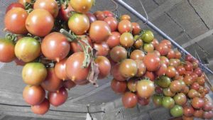 Tomate de penjar o ramellet
