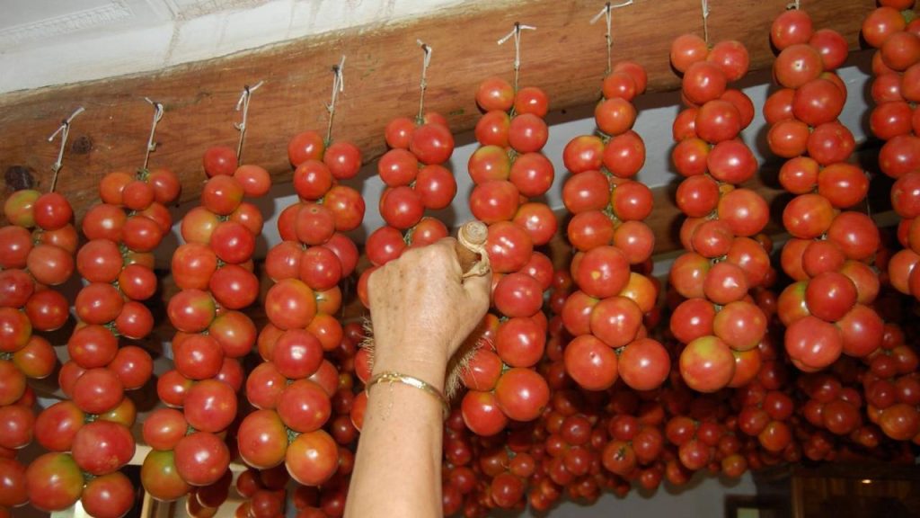 Tomate de penjar (ramallet): una variedad de larga vida 3 Tomate de ramallet