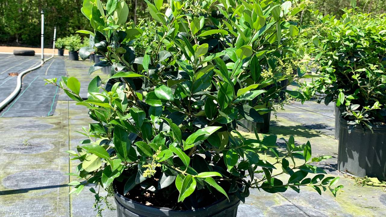 Aligustre de Japón: guía de cultivo y características 2 Aligustre de Japón plantón