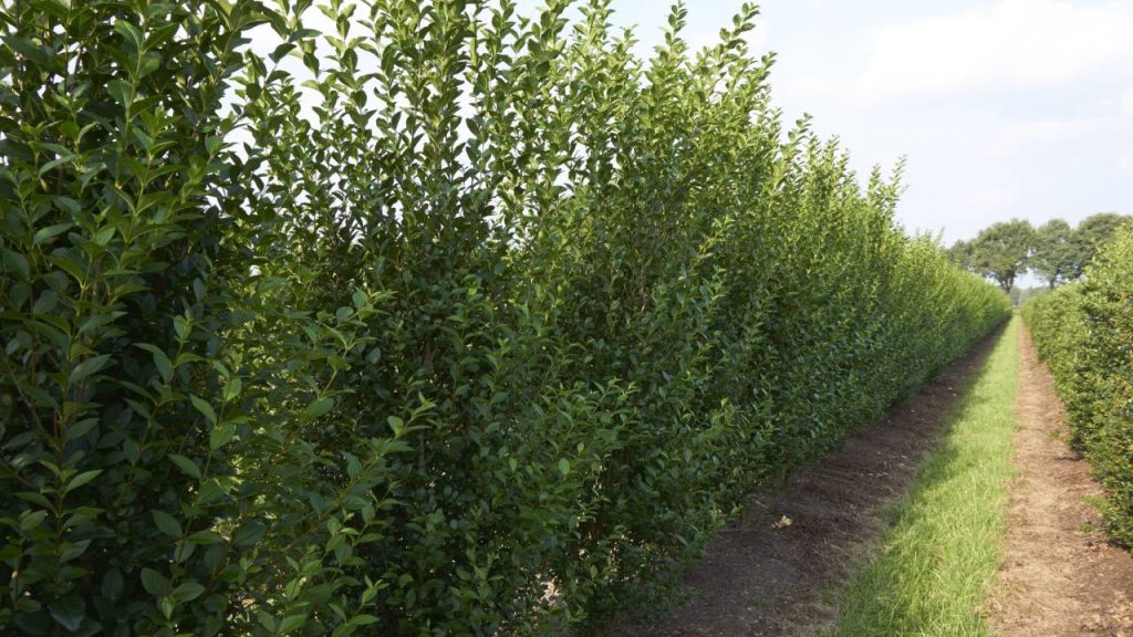 Aligustre de Japón: guía de cultivo y características 3 Plantacion aligustre de Japon