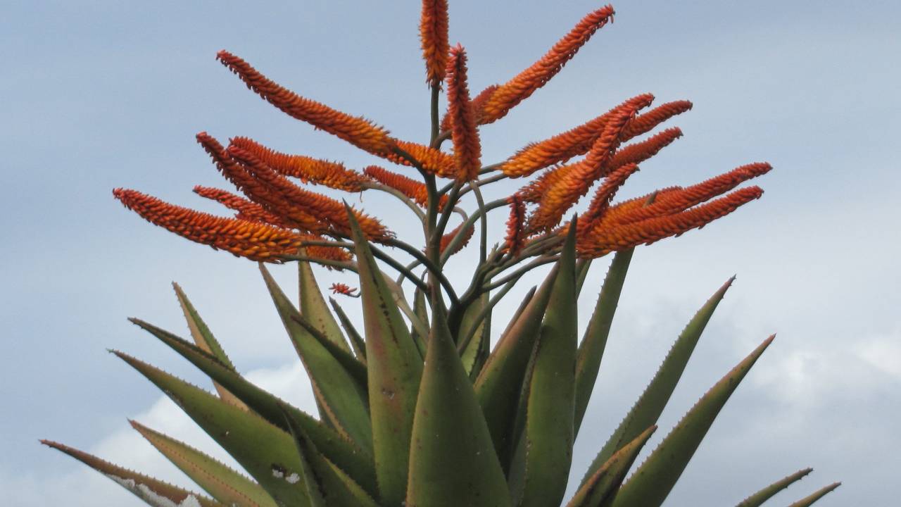 Aloe marlothii, el gigante que transformará tu jardín desértico 2 Planta Aloe marlothii cultivada en exterior