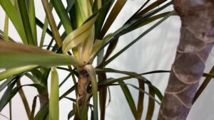 Dracaena marginata hojas caidas