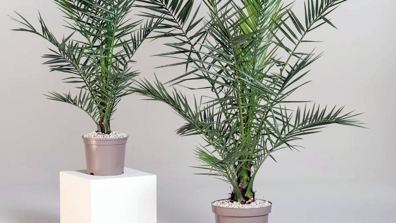 ¿Es posible cultivar la palmera canaria en maceta? 2 Palmera canaria en maceta