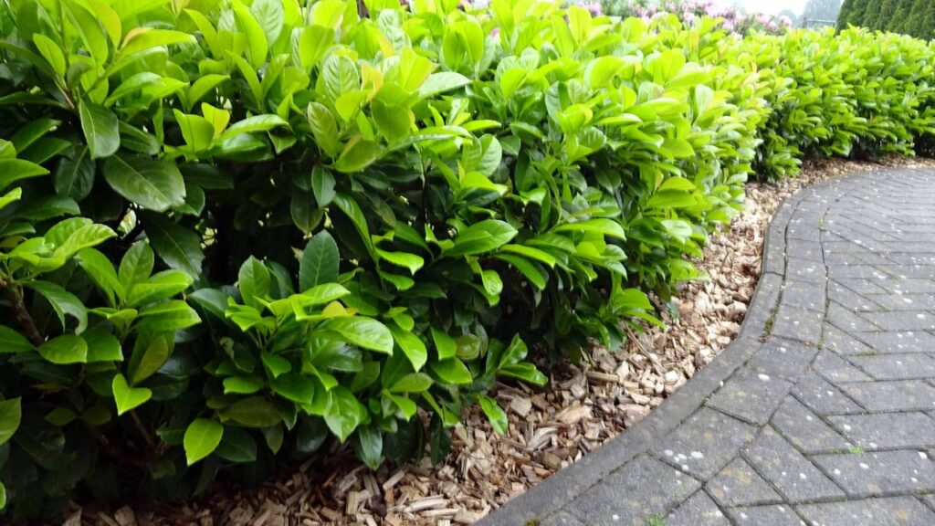 Las mejores plantas para setos altos 4 Seto laurel cerezo