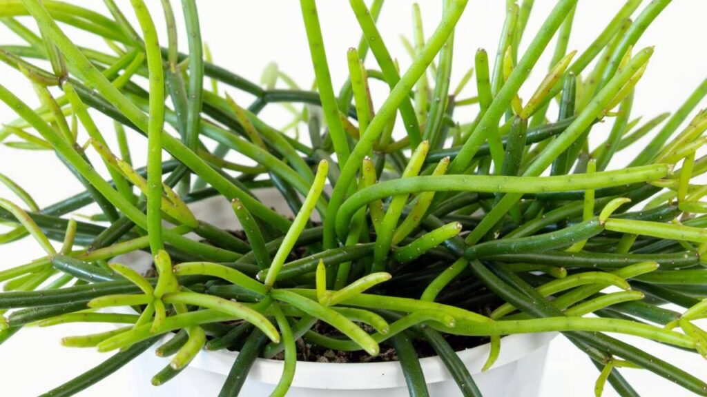Tipos de cactus sin espinas: opciones seguras y decorativas para tu hogar 7 Cactus Rhipsalis baccifera