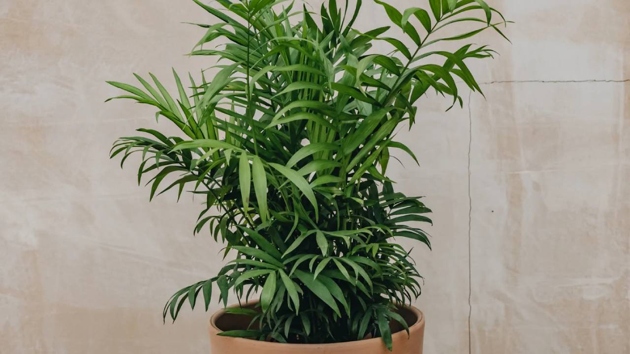 Chamaedorea seifrizii: cuidados, características y guía completa 2 Chamaedorea seifrizii