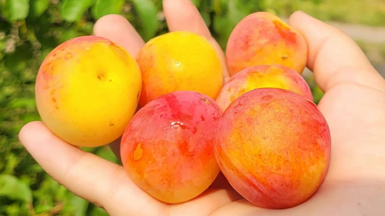 Ciruelo Golden Japan: Guía completa de cultivo y cuidados 2 Ciruelo Golden Japan