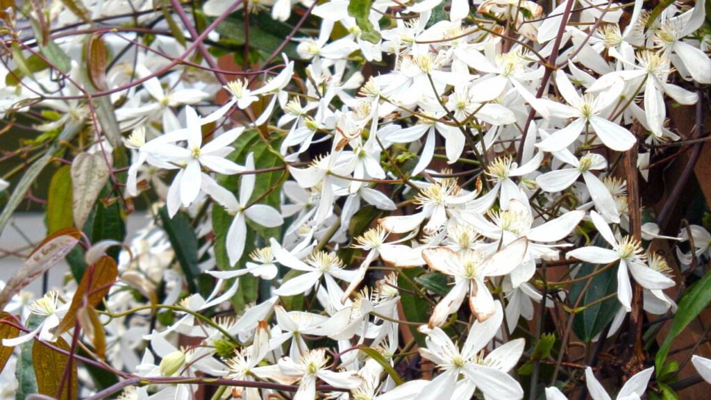 5 enredaderas de hoja perenne para tu jardín 6 Clematis Clematis armandii