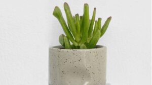 Crassula ovata 'Gollum'