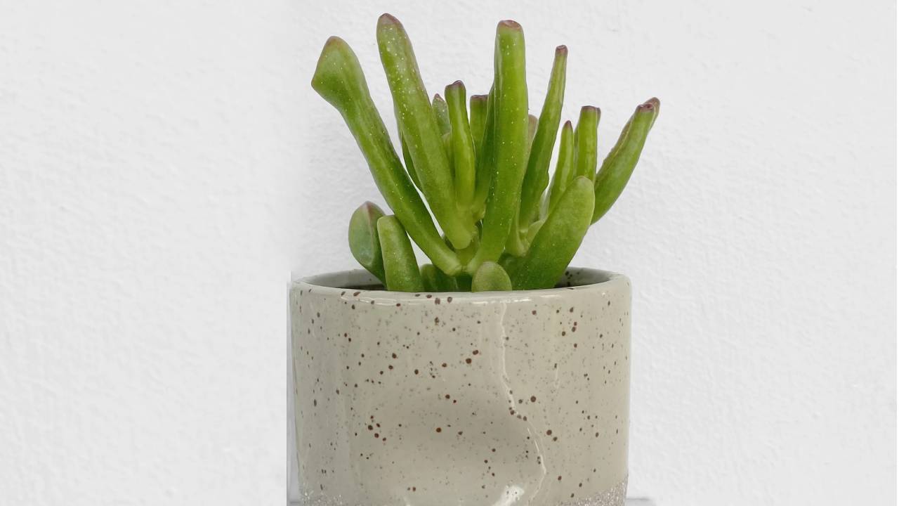 Crassula ovata 'Gollum': el cactus oreja de Shrek 2 Crassula ovata 'Gollum'