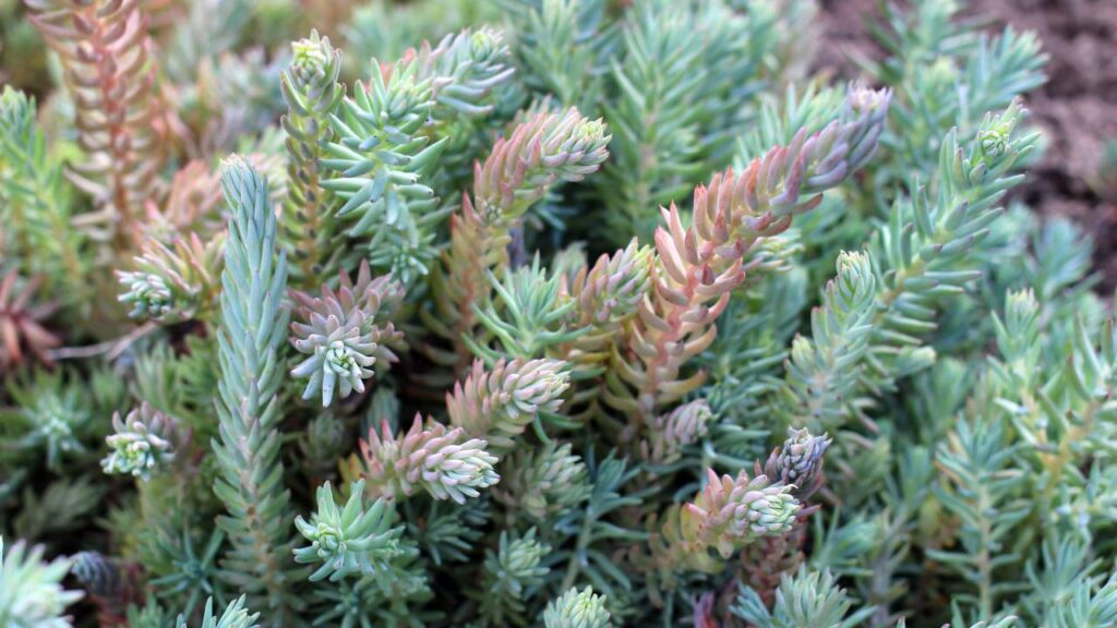 Sedum rupestre: Guía completa de cuidados y curiosidades 3 Desarrollo Sedum rupestre