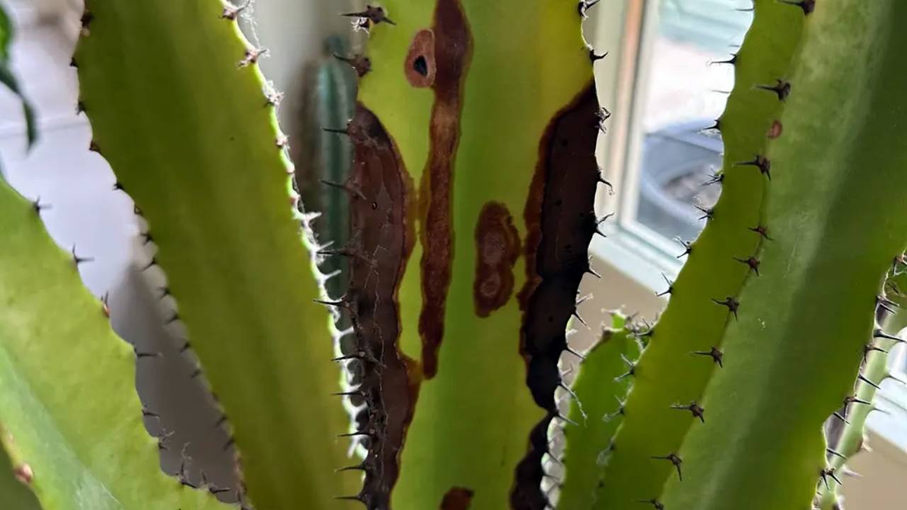 Euphorbia trigona enferma. ¿Cuáles son las causas? 2 Euphorbia trigona enferma