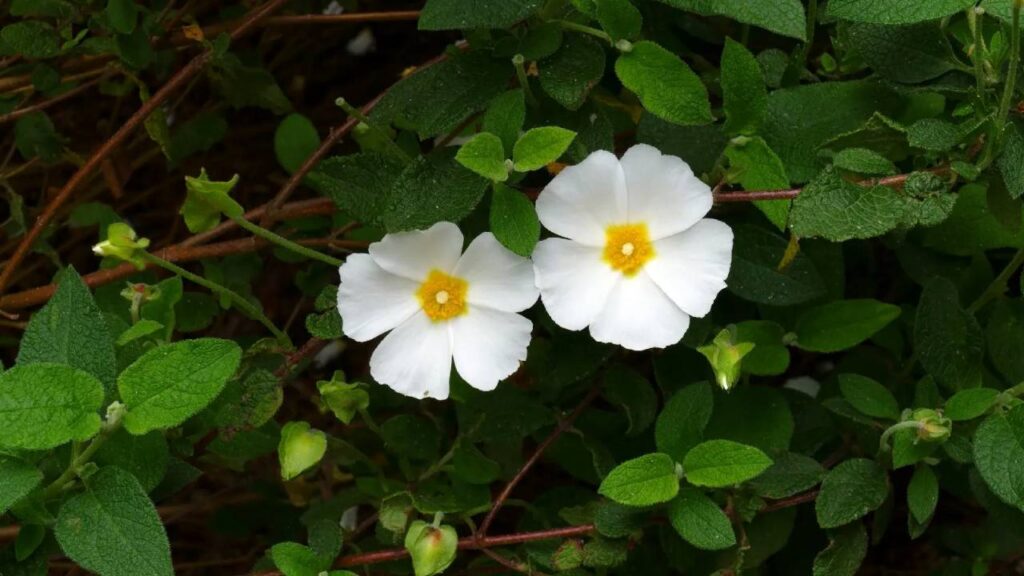 Cistus salviifolius: guía completa de cuidados 3 Floracion Cistus salviifolius