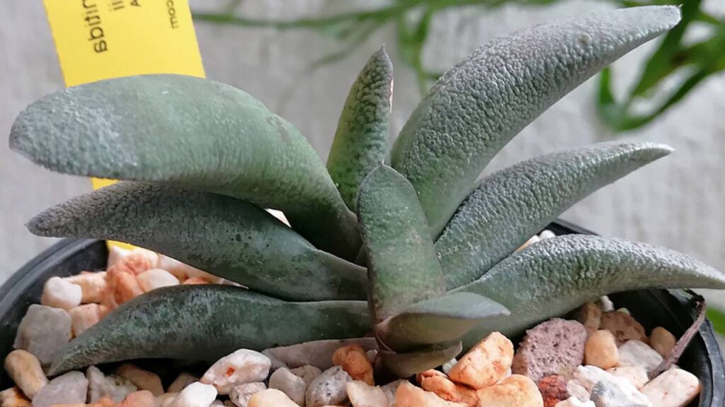 Top plantas suculentas para interiores con poca luz 6 Planta Gasteria nitida var. armstrongii