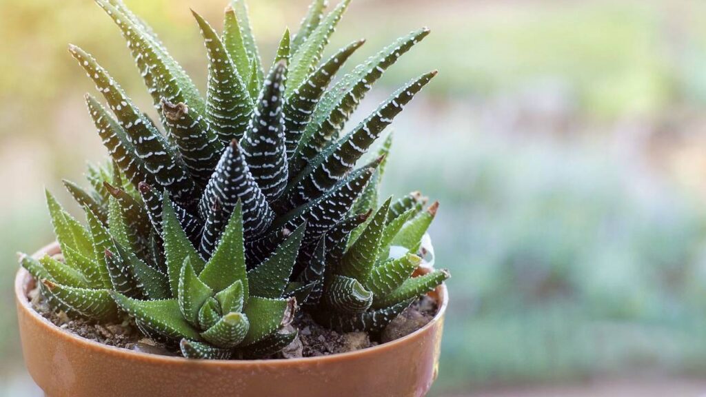 Haworthiopsis fasciata: guía completa de cuidados 3 Haworthiopsis fasciata en maceta