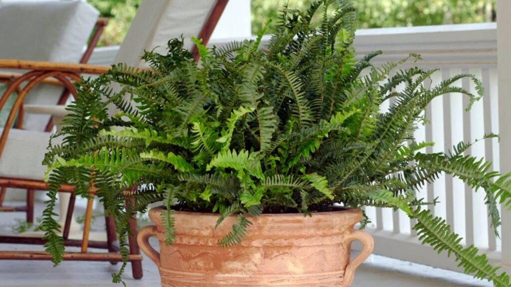Plantas que absorben la humedad: guía para mantener tus espacios secos 12 Helecho espada
