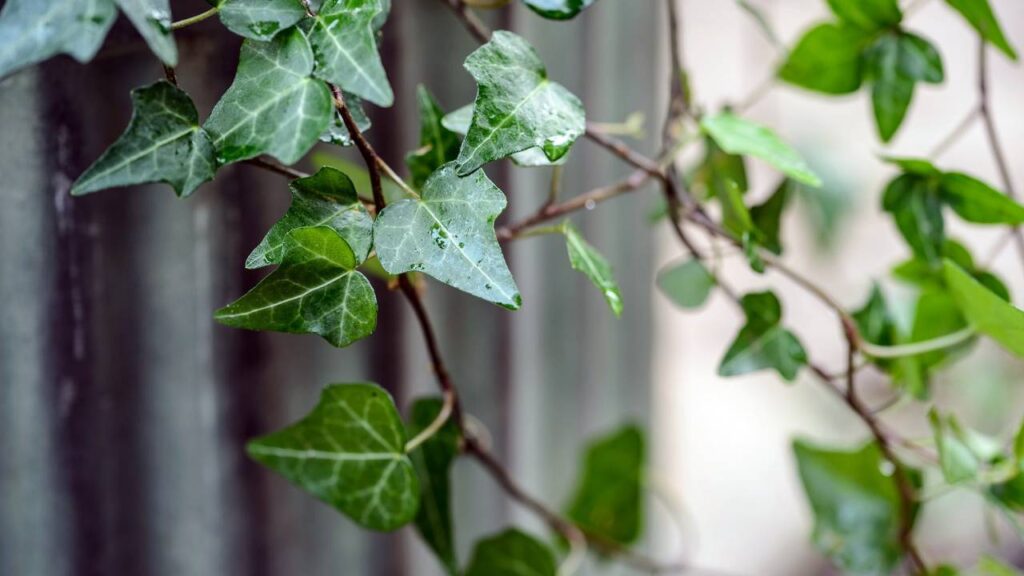 5 enredaderas de hoja perenne para tu jardín 3 Hiedra comun Hedera helix