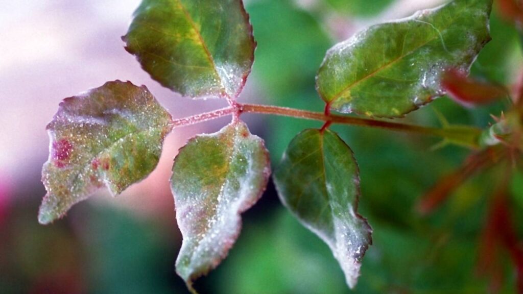 Oidio del rosal: guía de identificación y tratamientos 3 Hojas de rosal con oidio