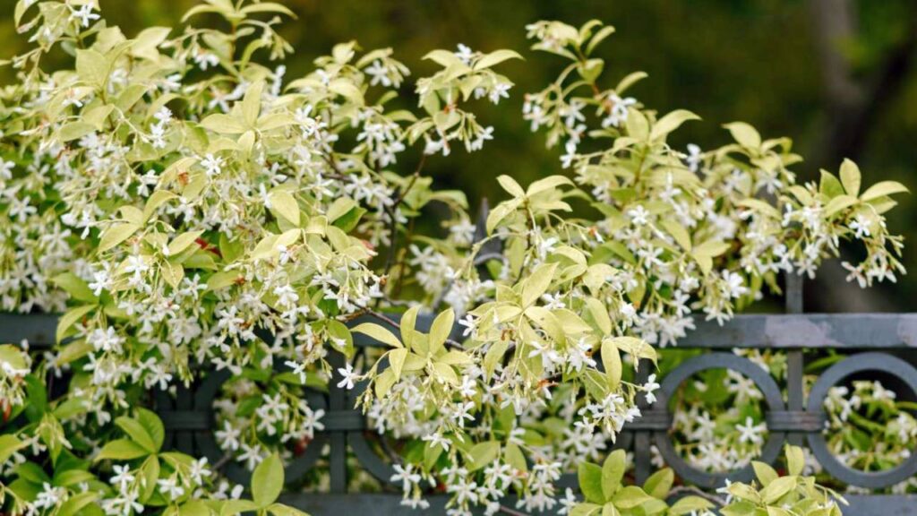 5 enredaderas de hoja perenne para tu jardín 4 Jazmin estrella Trachelospermum jasminoides