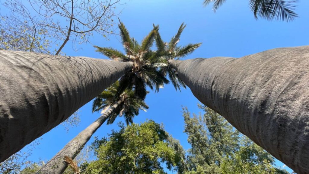Jubaea chilensis (palma chilena): guía de cuidados 3 Jubaea chilensis palma chilena