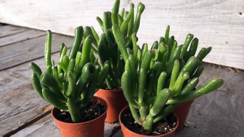 Crassula ovata 'Gollum': el cactus oreja de Shrek 3 Macetas de Crassula ovata Gollum