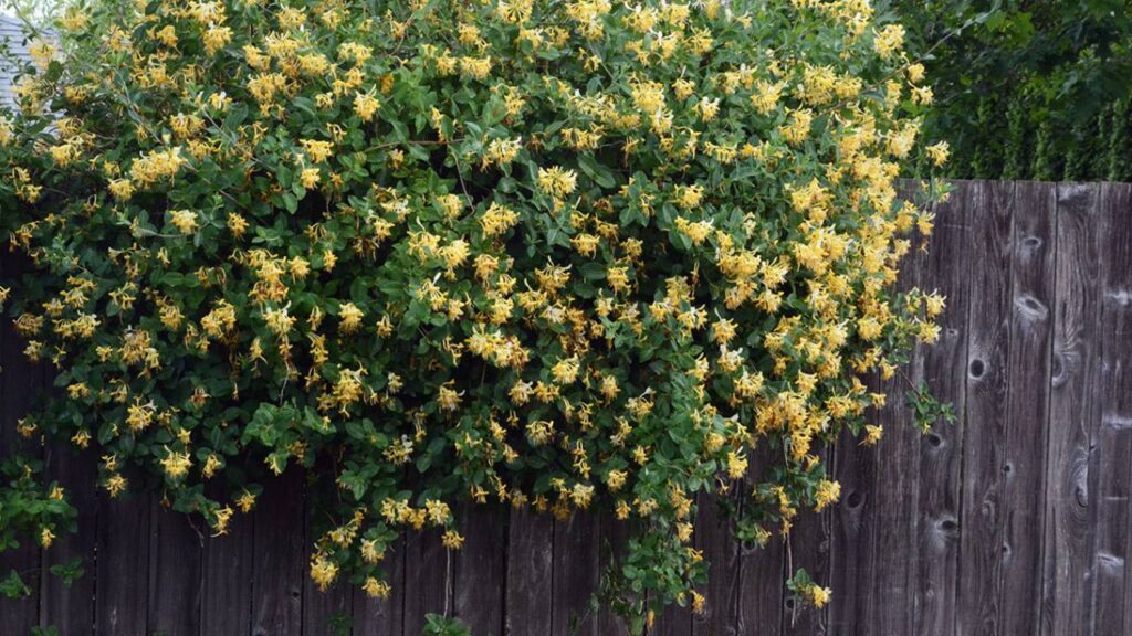 5 enredaderas de hoja perenne para tu jardín 5 Madreselva Lonicera japonica