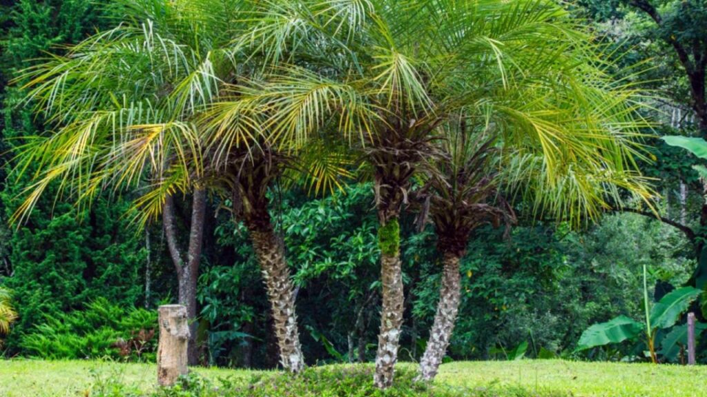 Phoenix roebelenii: guía de cultivo de la palmera enana 3 Palma Phoenix roebelenii