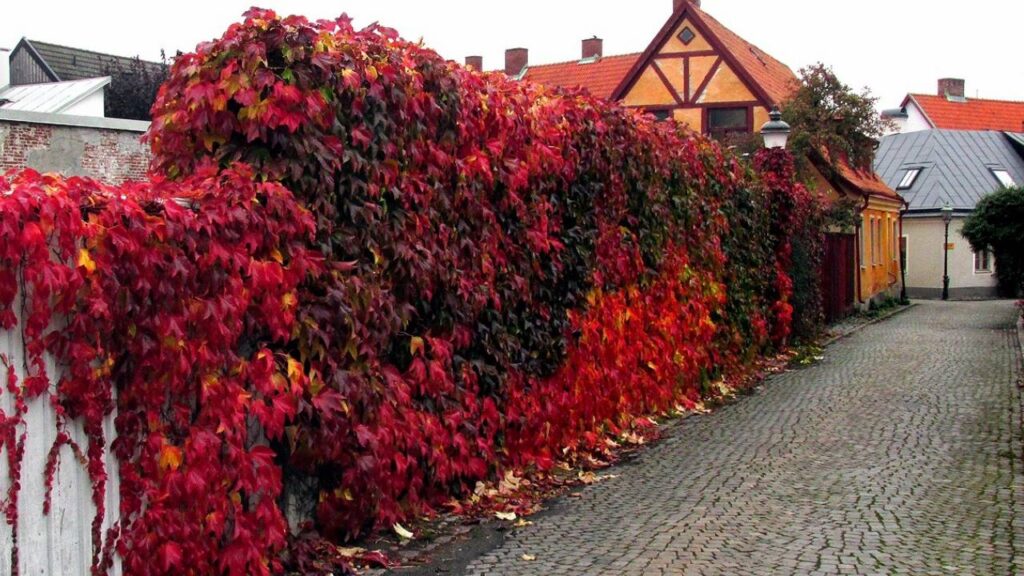 Parthenocissus quinquefolia: guía completa de cuidados 3 Parthenocissus quinquefolia roja