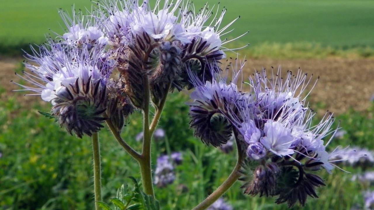 Phacelia tanacetifolia: una planta multifuncional 2 Phacelia tanacetifolia