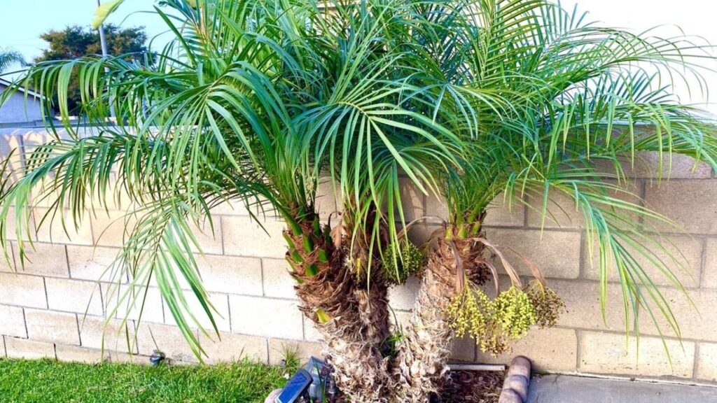 Phoenix roebelenii: guía de cultivo de la palmera enana 4 Phoenix roebelenii en jardin