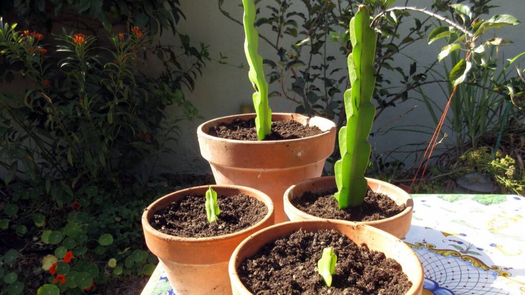 Tipos de cactus sin espinas: opciones seguras y decorativas para tu hogar 5 Pitahaya cactus sin espinas