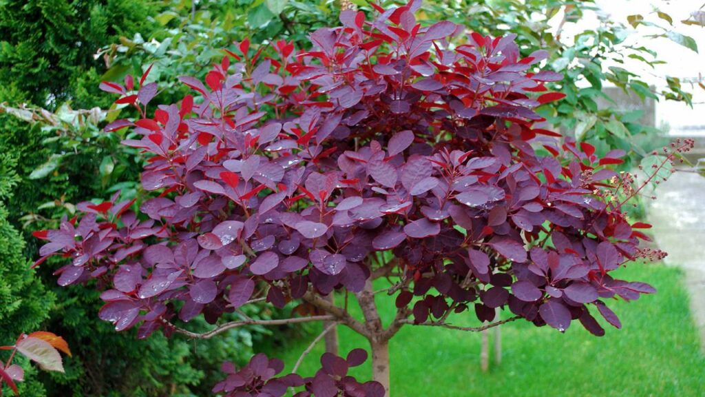 Cotinus coggygria 'Royal Purple': guía completa de cultivo 3 Planta Cotinus coggygria Royal Purple