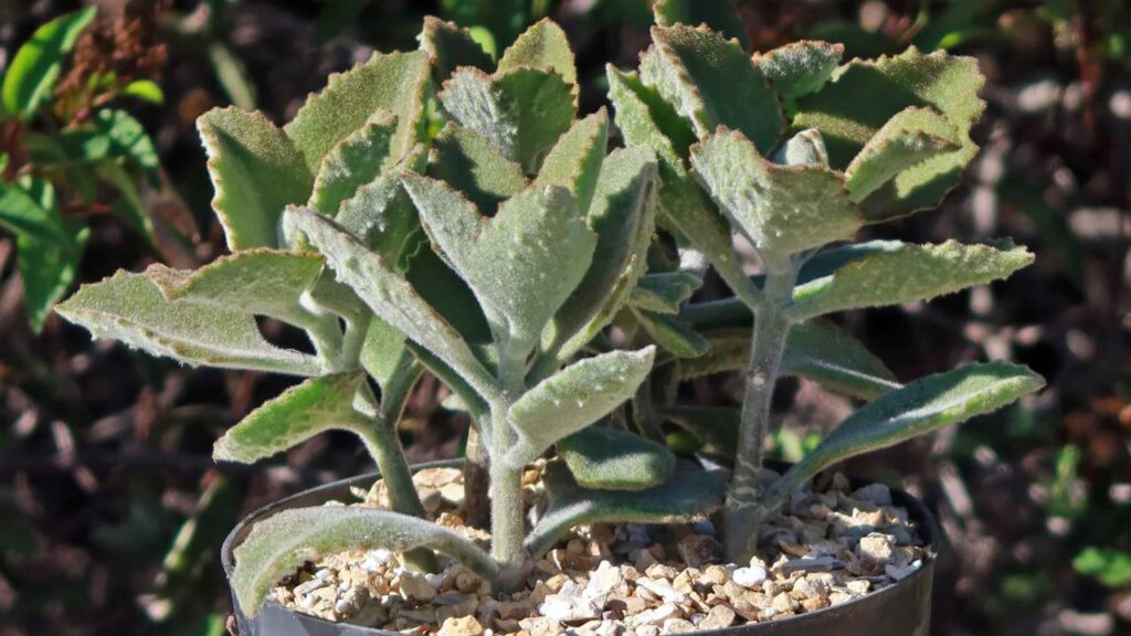 Kalanchoe beharensis: guía completa de cuidados 3 Planta Kalanchoe beharensis