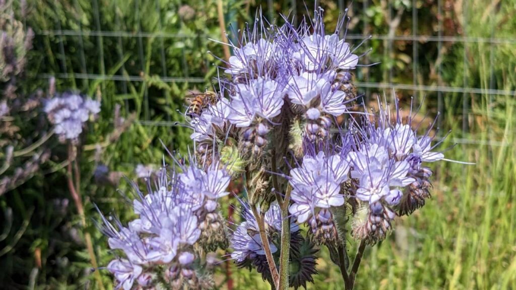 Phacelia tanacetifolia: una planta multifuncional 3 Planta Phacelia tanacetifolia