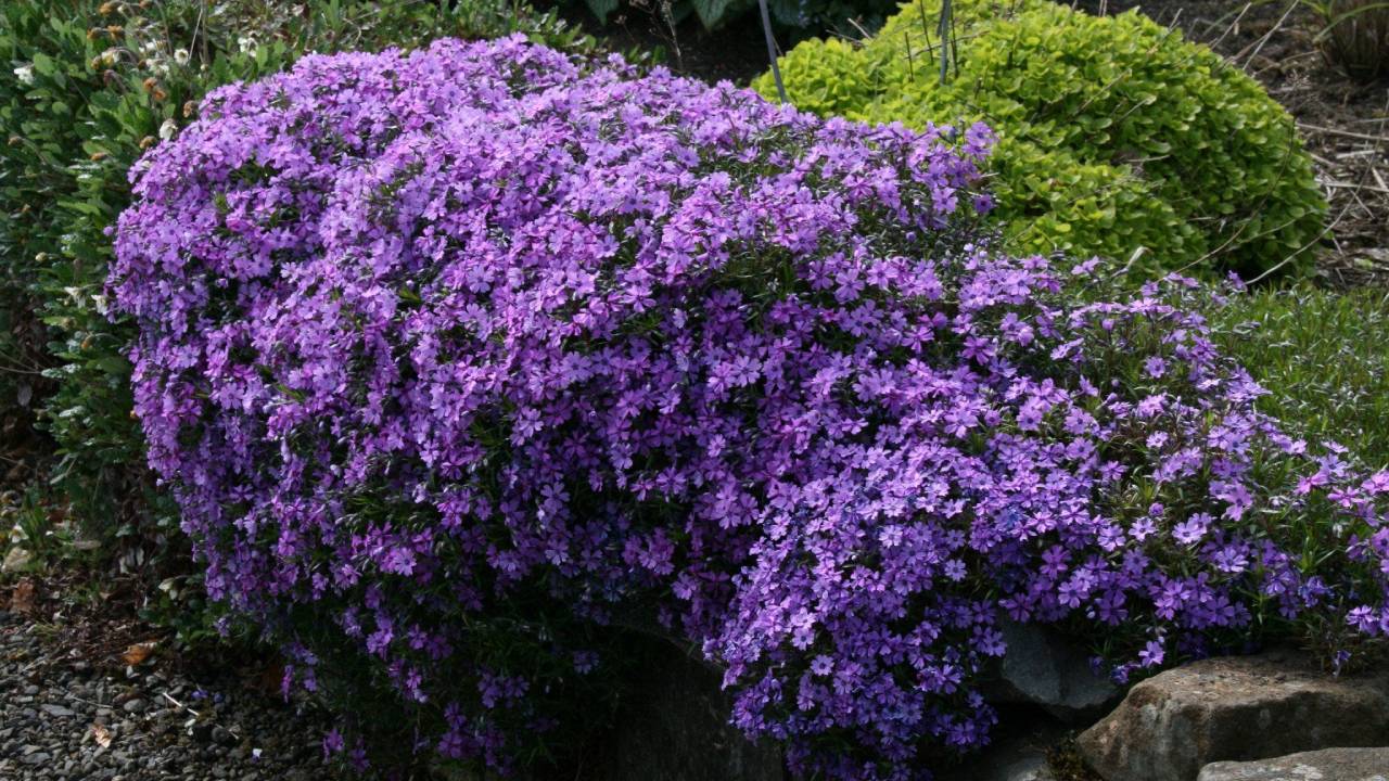 Phlox subulata: una tapizante para colorear tu jardín 2 Planta Phlox subulata