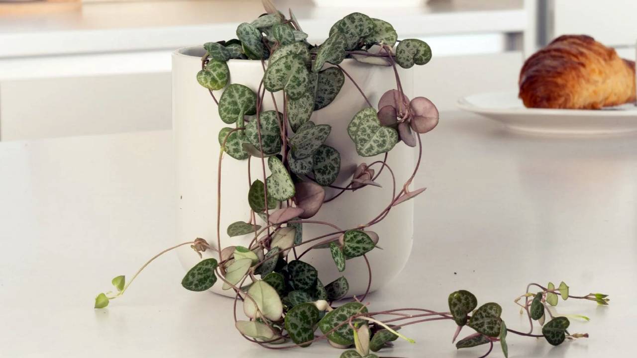 Planta collar de corazones (Ceropegia woodii): guía de cuidados 2 Planta collar de corazones