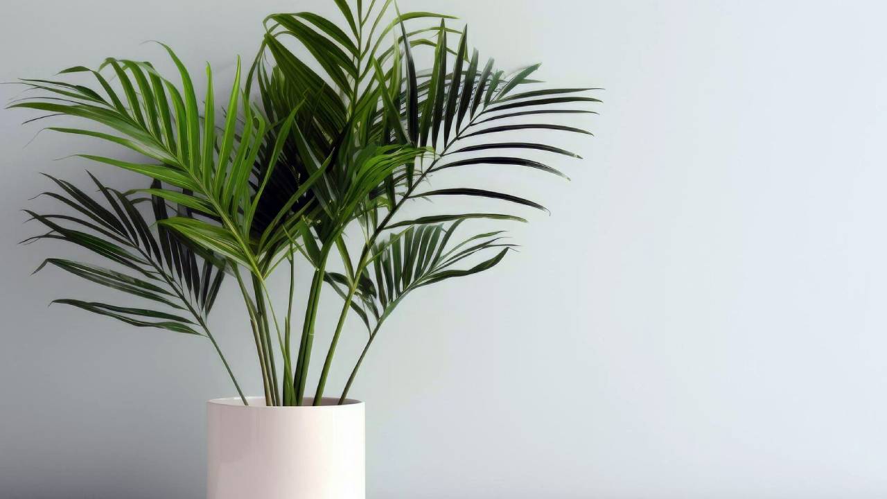 Cómo recuperar una kentia: guía completa para revivir tu palmera 2 Planta Kentia en maceta