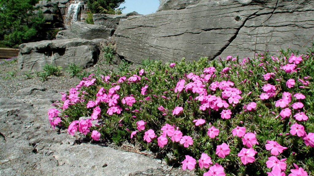 Phlox subulata: una tapizante para colorear tu jardín 3 Tapizante Phlox subulata