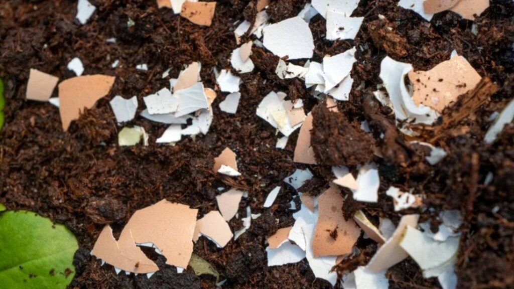 Cáscara de huevo para las plantas: usos y beneficios 3 Uso de cascara de huevo