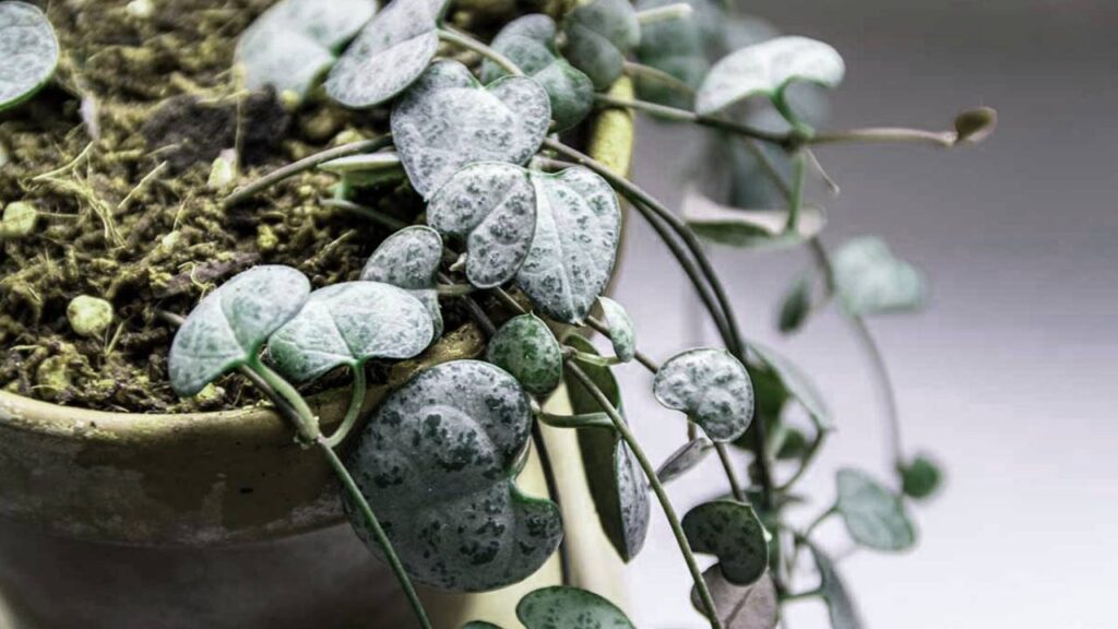 Planta collar de corazones (Ceropegia woodii): guía de cuidados 3 collar de corazones Ceropegia woodii