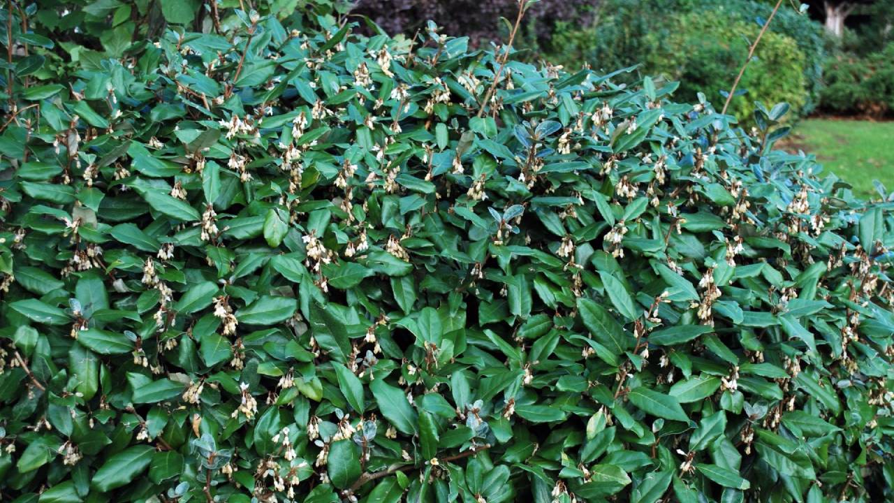 Elaeagnus x ebbingei compacta: ideal para formación de setos 2 elaeagnus x ebbingei compacta