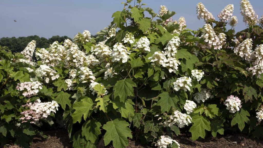 Hortensia hoja de roble: guía completa de cuidados 3 hortensia hoja de roble Hydrangea quercifolia
