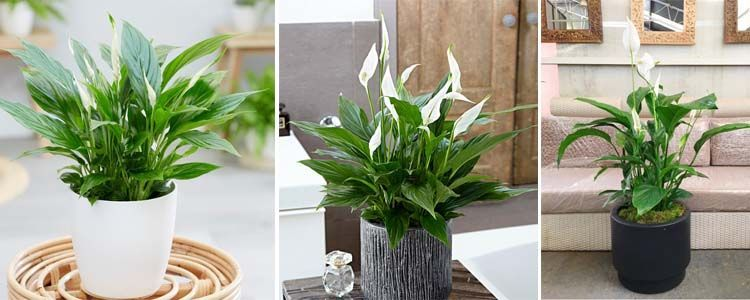 Plantas que absorben la humedad: guía para mantener tus espacios secos 5 image 2