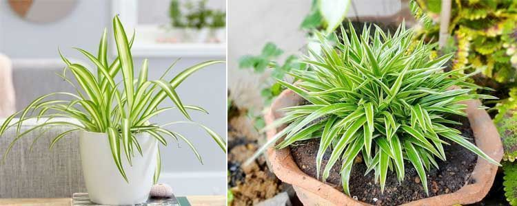 Plantas que absorben la humedad: guía para mantener tus espacios secos 7 image 5