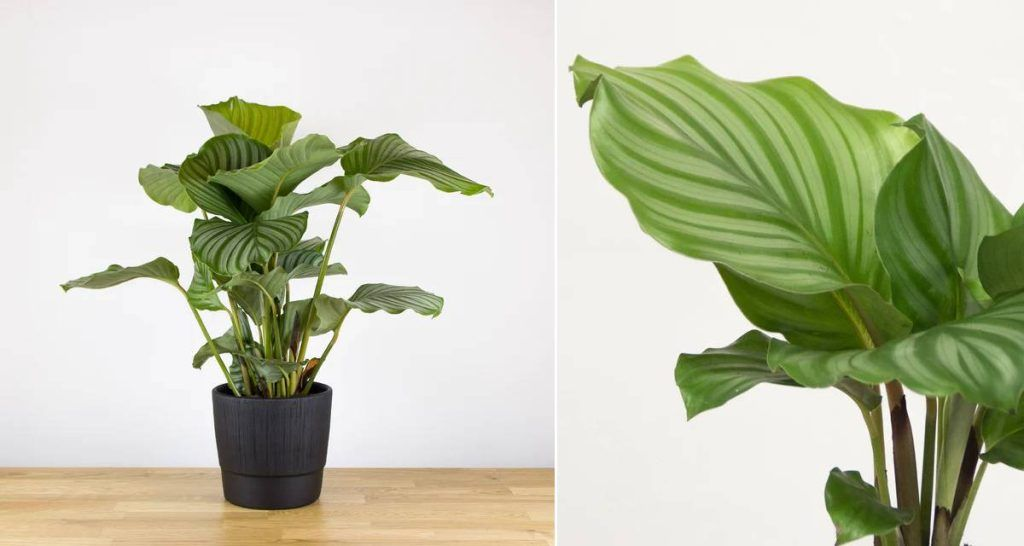 Plantas que absorben la humedad: guía para mantener tus espacios secos 8 image 6
