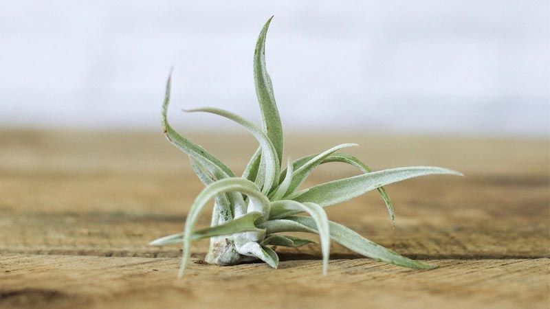 Plantas que absorben la humedad: guía para mantener tus espacios secos 9 image 7